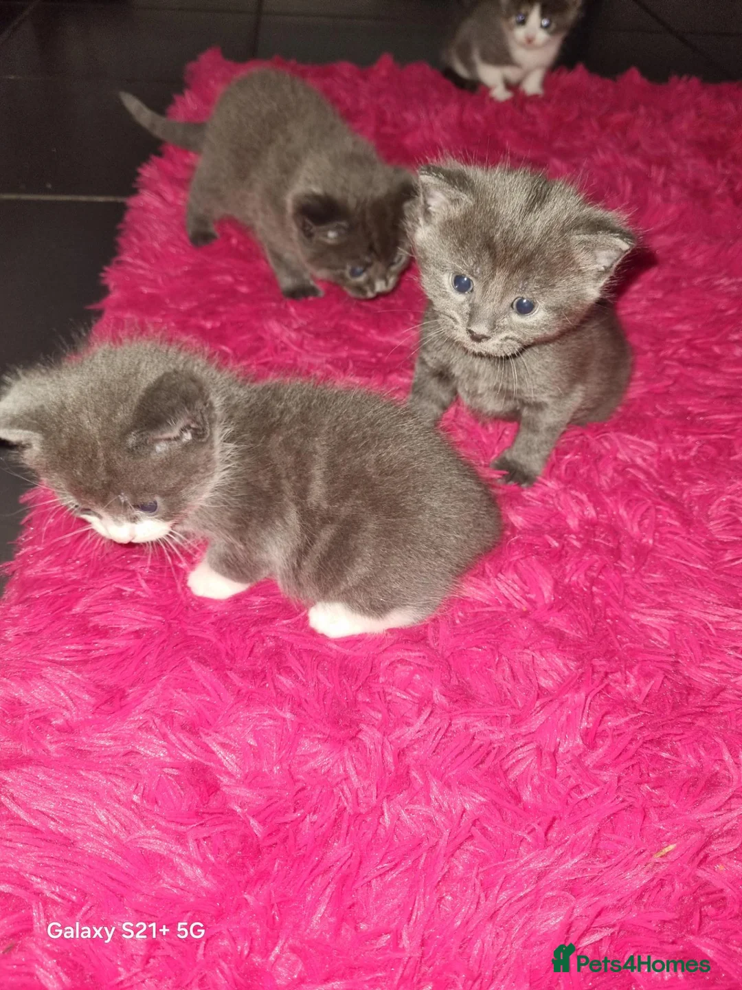 Russian Blue cats for sale: Kittens for sale - Advert 9