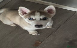 Siberian Husky dogs for sale: Siberian huskies  for sale  - Image 34
