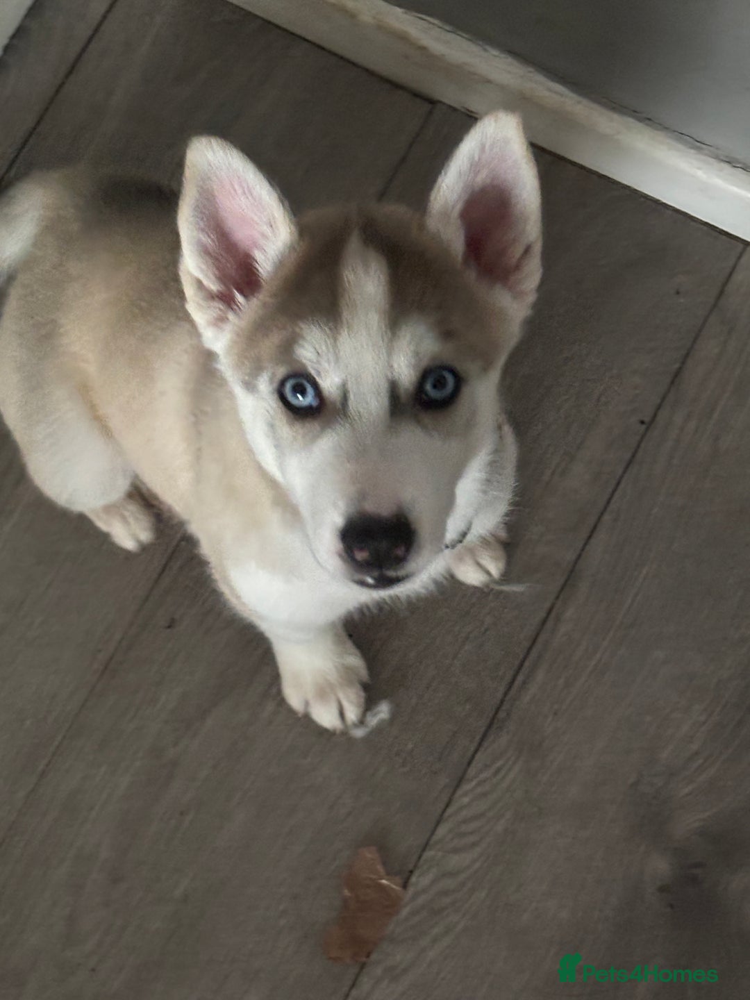 Siberian Husky dogs for sale: Siberian huskies  for sale  - Image 34