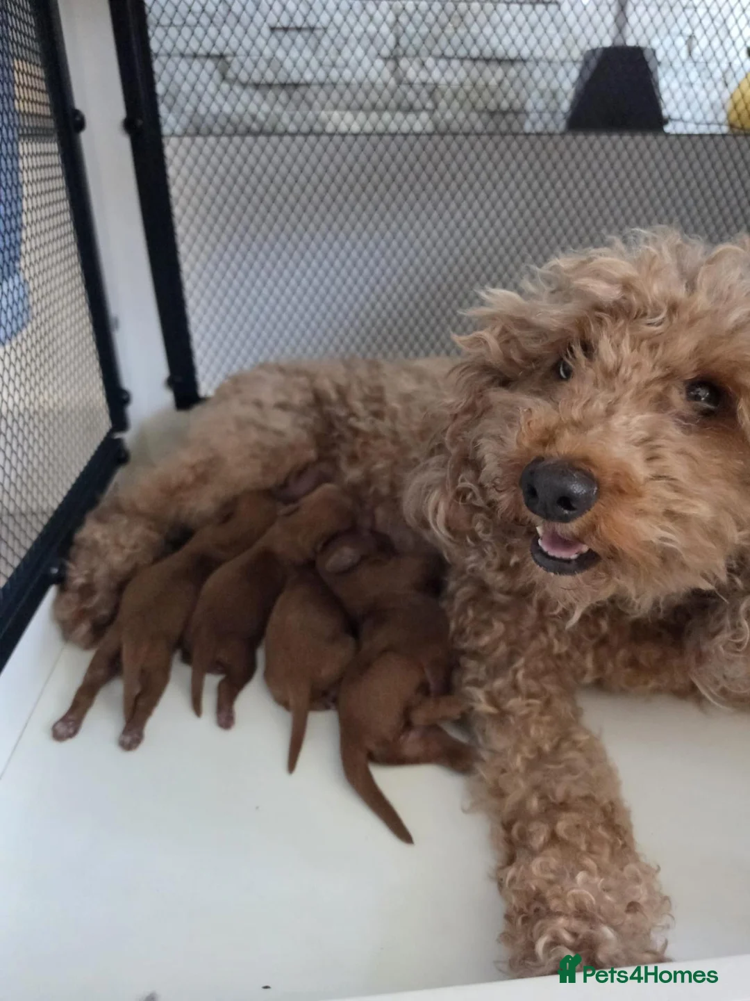 Cavapoo dogs for sale: Fox red cavapoo puppies - Advert 7