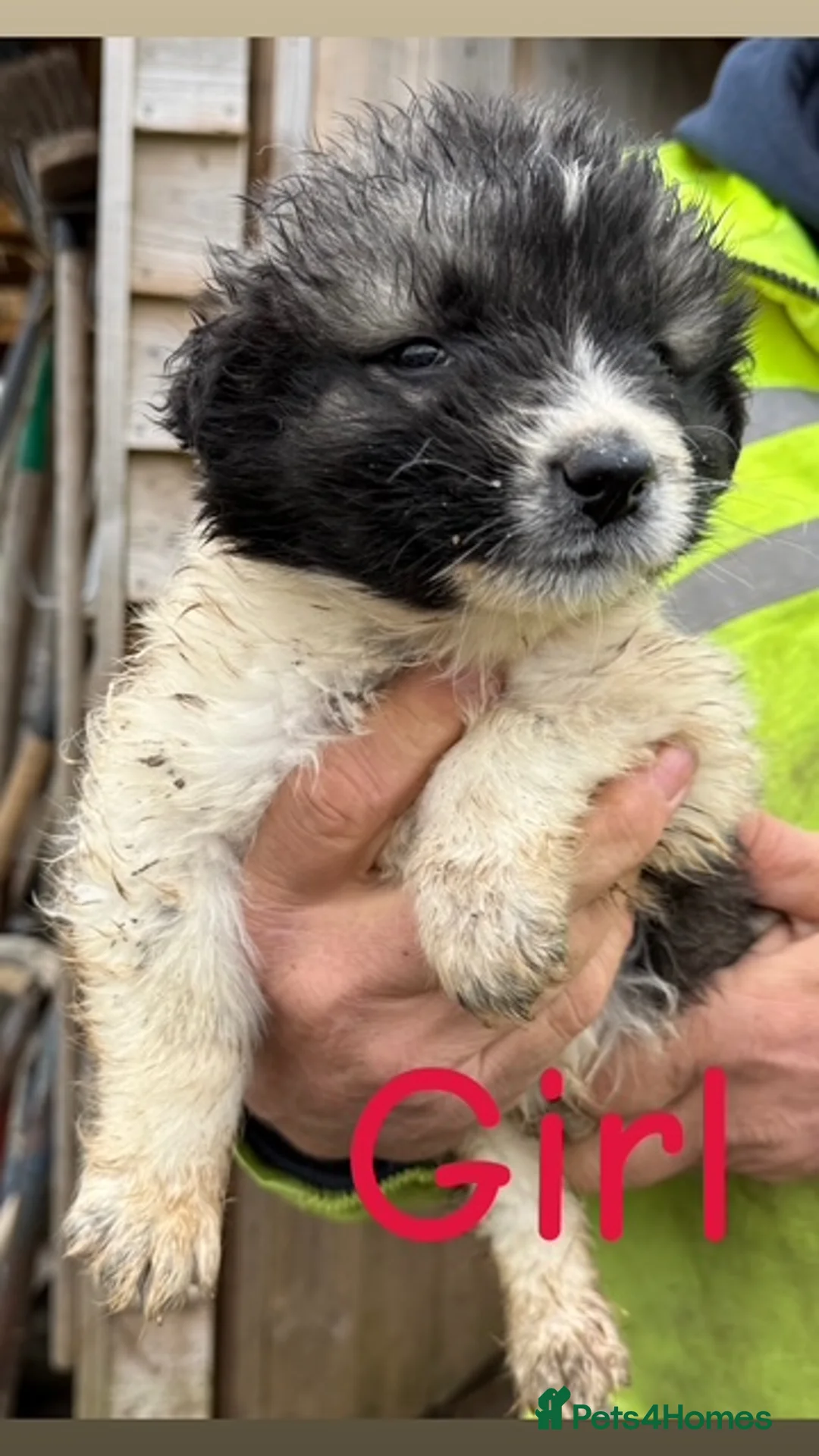 Caucasian Shepherd Dog dogs for sale: Beautiful Caucasian shepherd puppies in Radstock - Advert 26