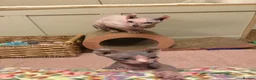 Sphynx cats for sale: 2 male Sphynx  - Advert 2