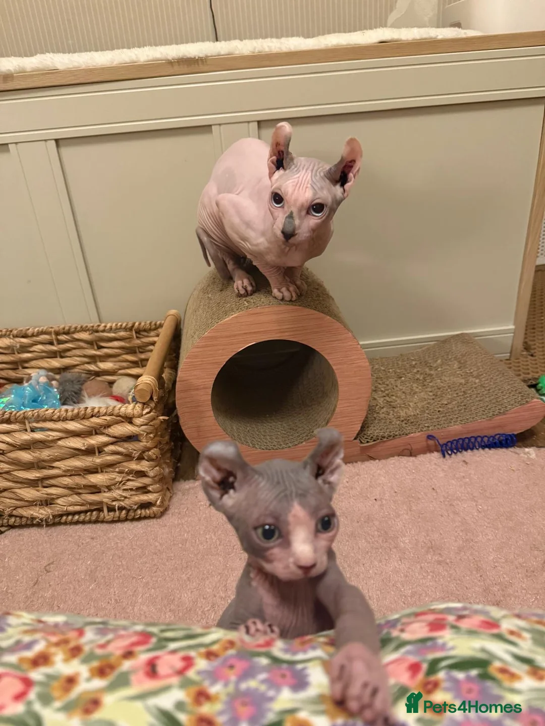 Sphynx cats for sale: 2 male Sphynx  - Advert 2