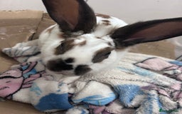 Rex rabbits for sale: Male Standard rex - Image 1