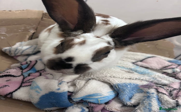 Rex rabbits - Advert 2