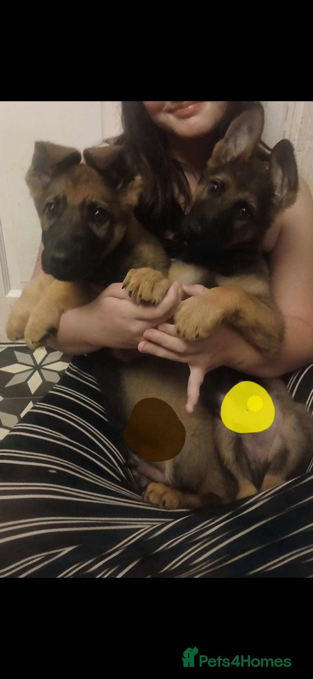 German Shepherd dogs for sale: 💥 chunky German Shepherd's 💥 - Image 1