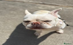 French Bulldog dogs for sale: Frenchie for sale - Image 2