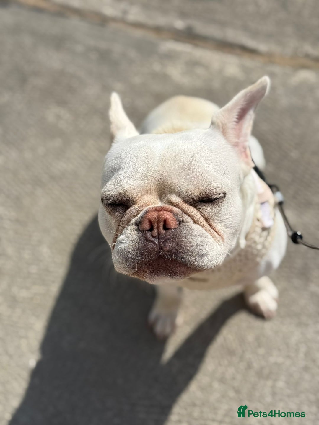 French Bulldog dogs for sale: Frenchie for sale - Image 2