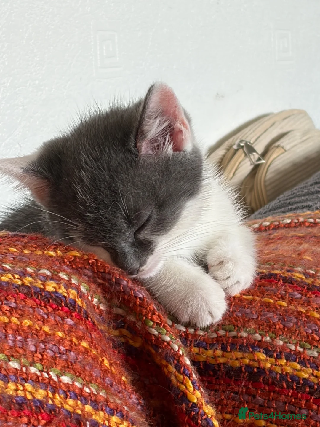 Mixed Breed cats for sale: 5 kittens  - Advert 1