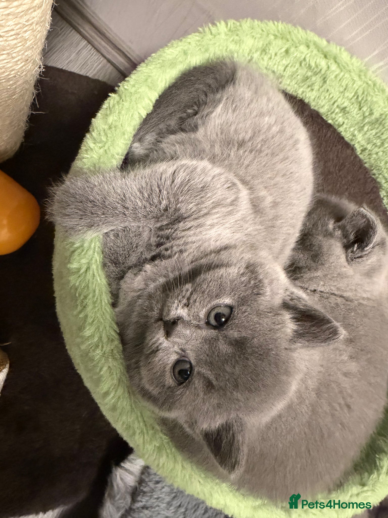 British Shorthair cats Adorable British Shorthair Kittens Ready To Go - Advert 1