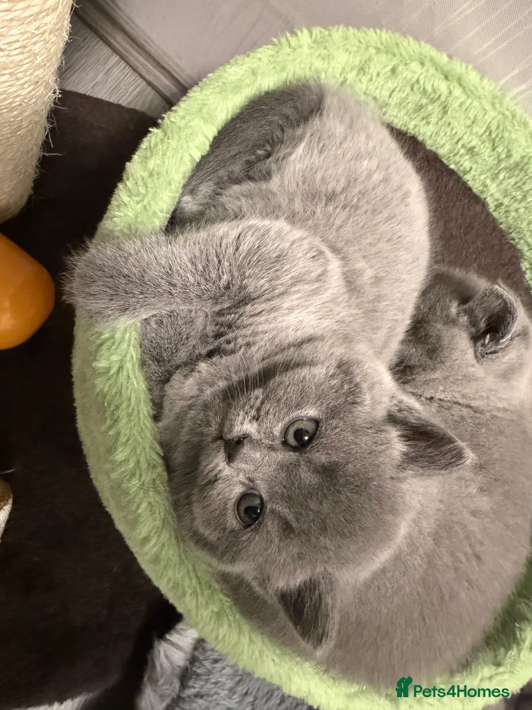 British Shorthair cats for sale: Only 1 Adorable British Shorthair boy left - Advert 1