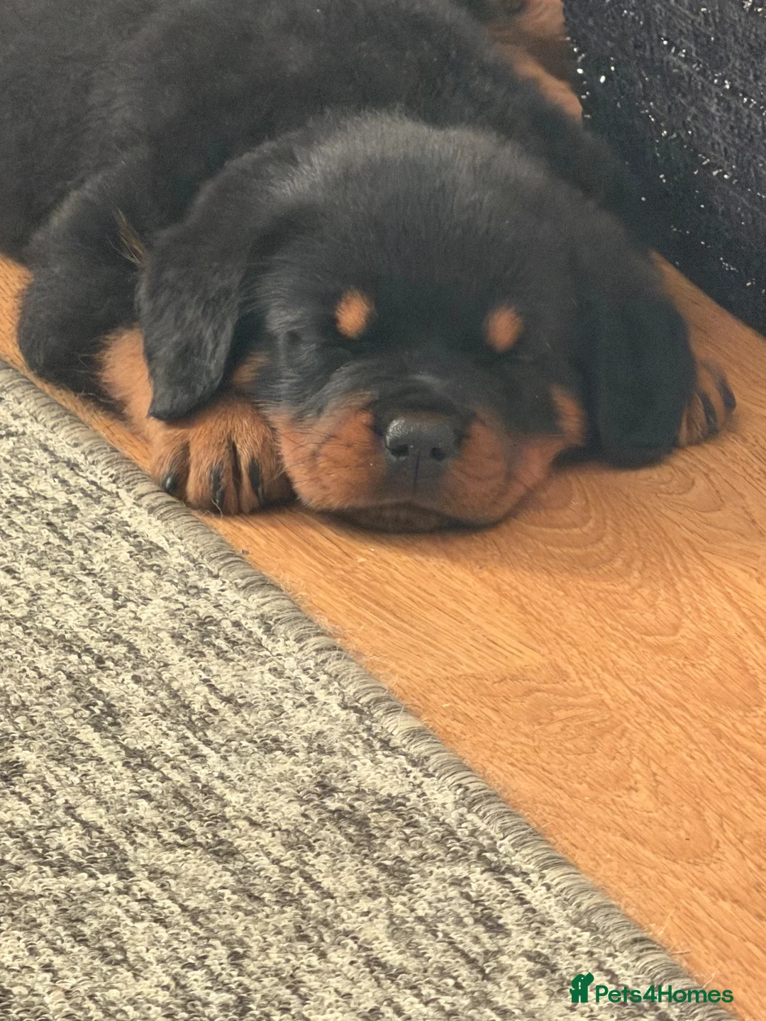 Rottweiler dogs for sale: female rottie - Advert 7