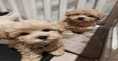 Maltipoo dogs - Advert 8