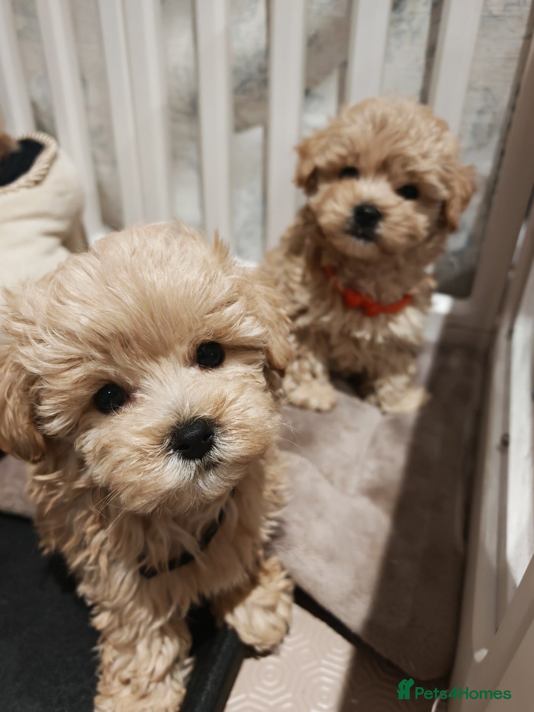 Maltipoo dogs for sale: Maltipoo F1 Toy Size, KC Parents, DNA Tested Clear - Image 3