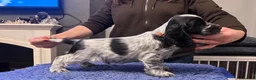 Cocker Spaniel dogs for sale: Show Cocker Show Quality DNA Tested Parents  - Advert 6