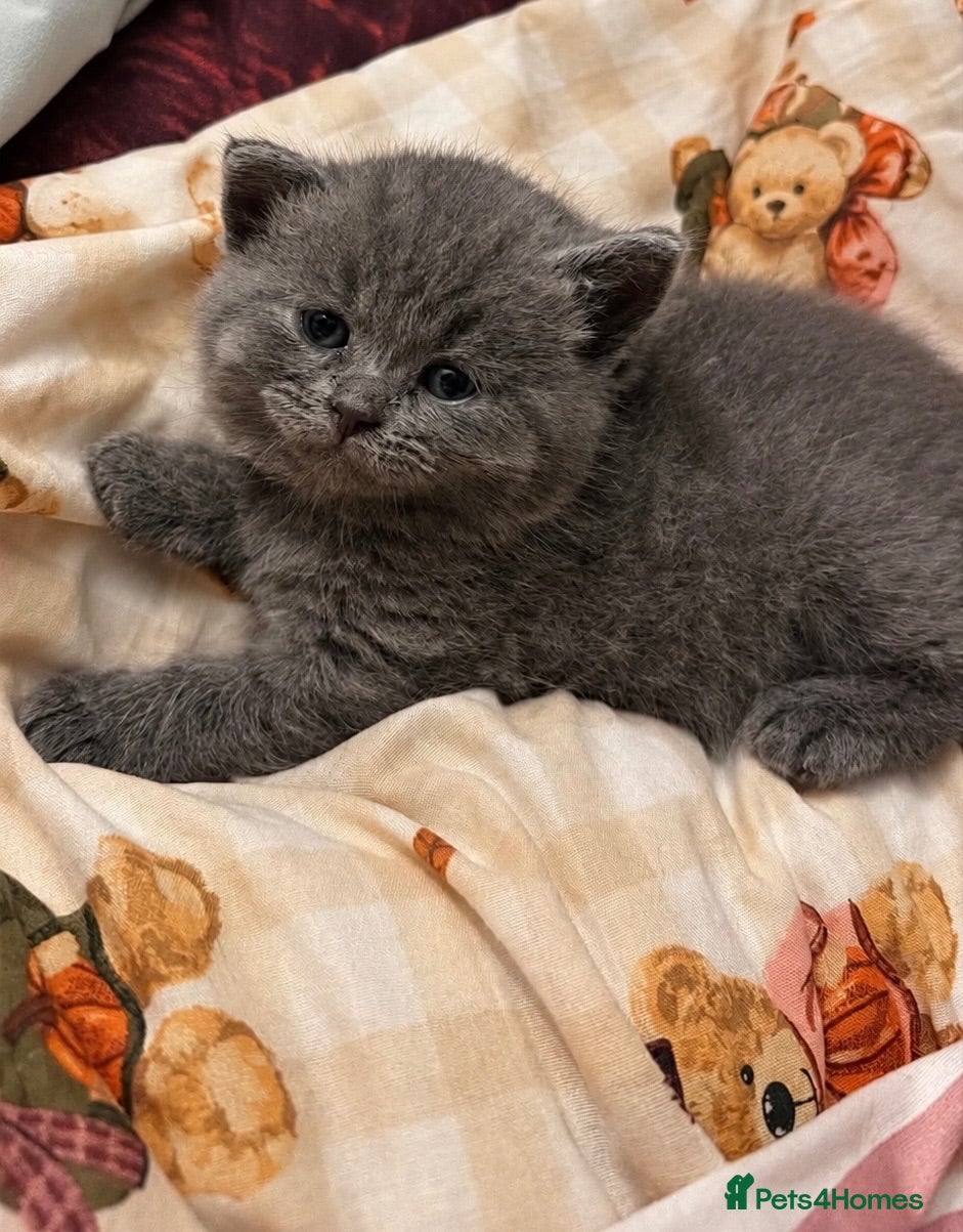 British Shorthair cats British shorthair kitten looking new home ❤️ - Advert 1