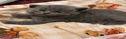 British Shorthair cats for sale: 1British shorthair boy ready go  new home ❤️ - Advert 6