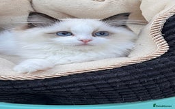 Ragdoll cats for sale: TICA Registered EU famous R bloodline  - Image 1
