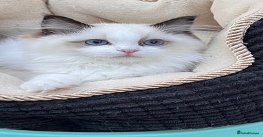 Ragdoll cats - Advert 6