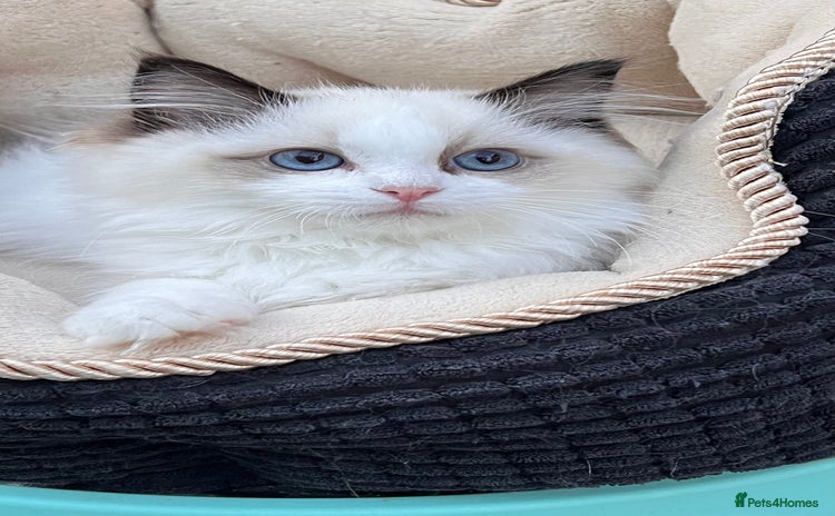 Ragdoll cats - Advert 2