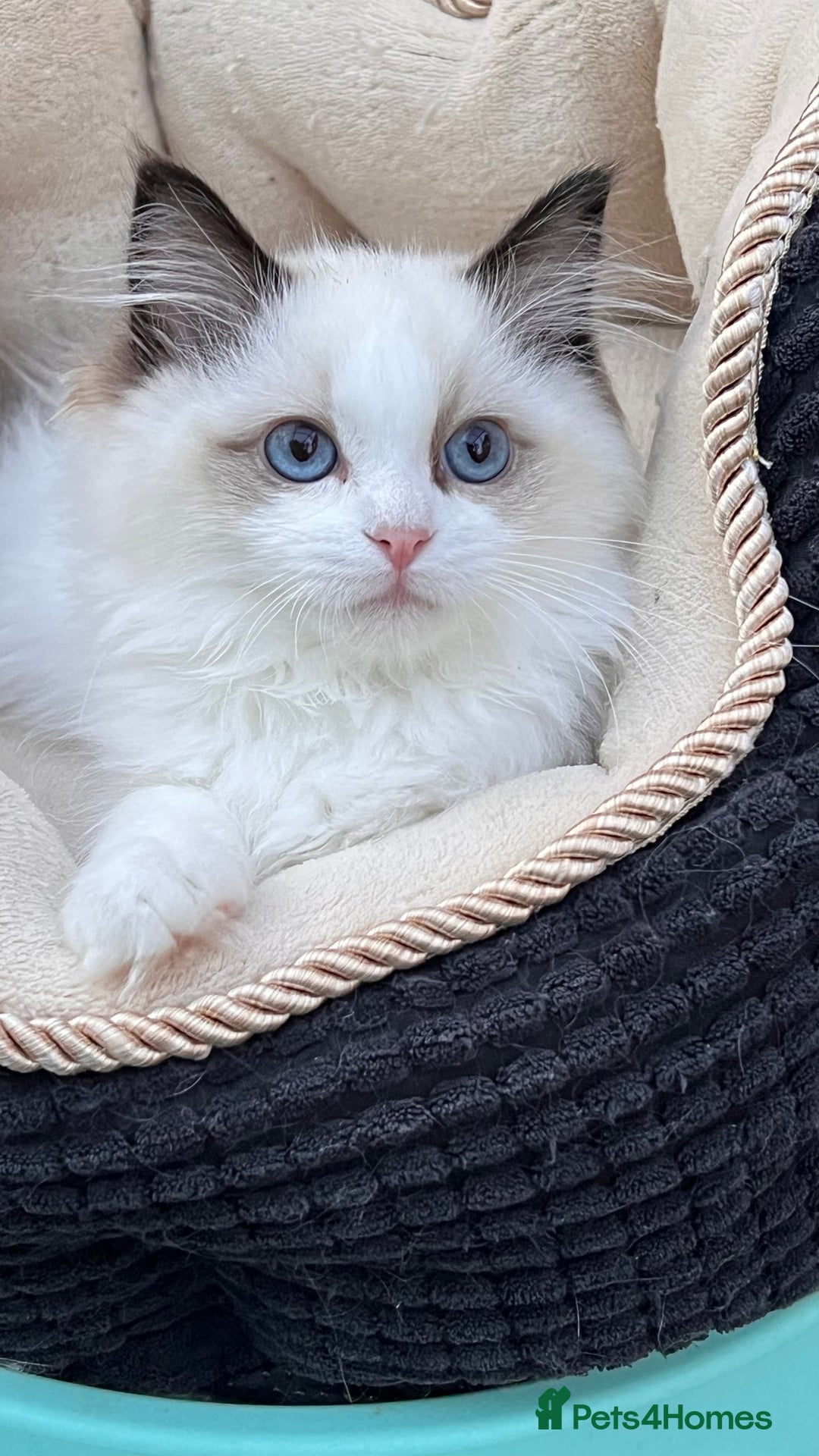 Ragdoll cats for sale: TICA Registered EU famous R bloodline  - Image 1