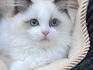 Ragdoll cats - Advert 8