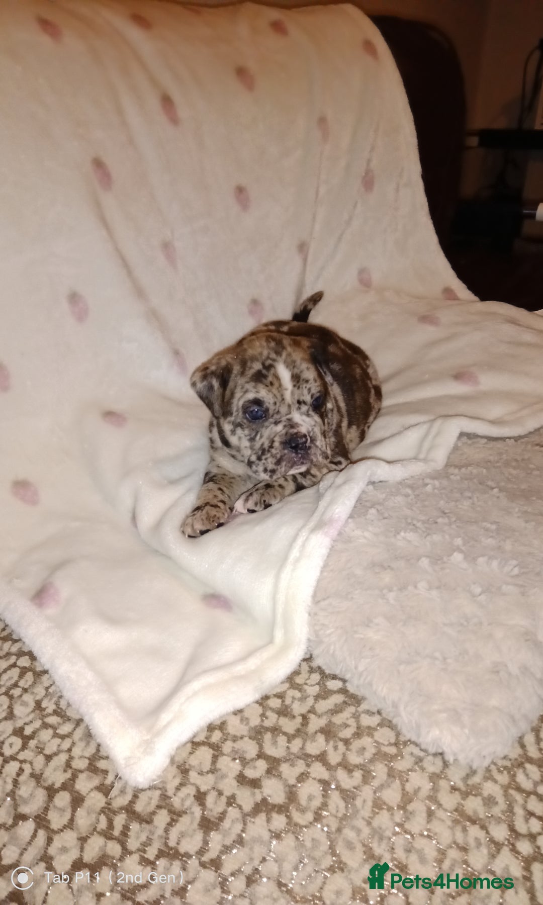Olde English Bulldogge dogs for sale: Olde English bulldogge puppys - Advert 2