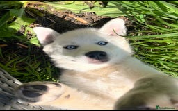 Pomsky dogs for sale: Open to offers. White Pomsky with blue eyes - Image 1