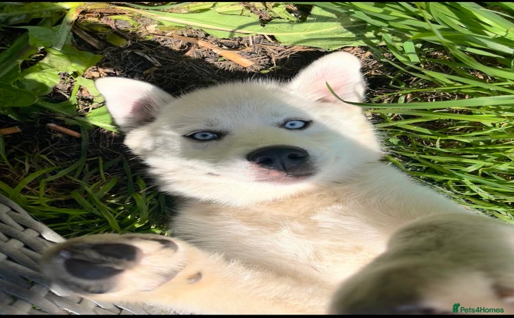 Pomsky dogs - Advert 1