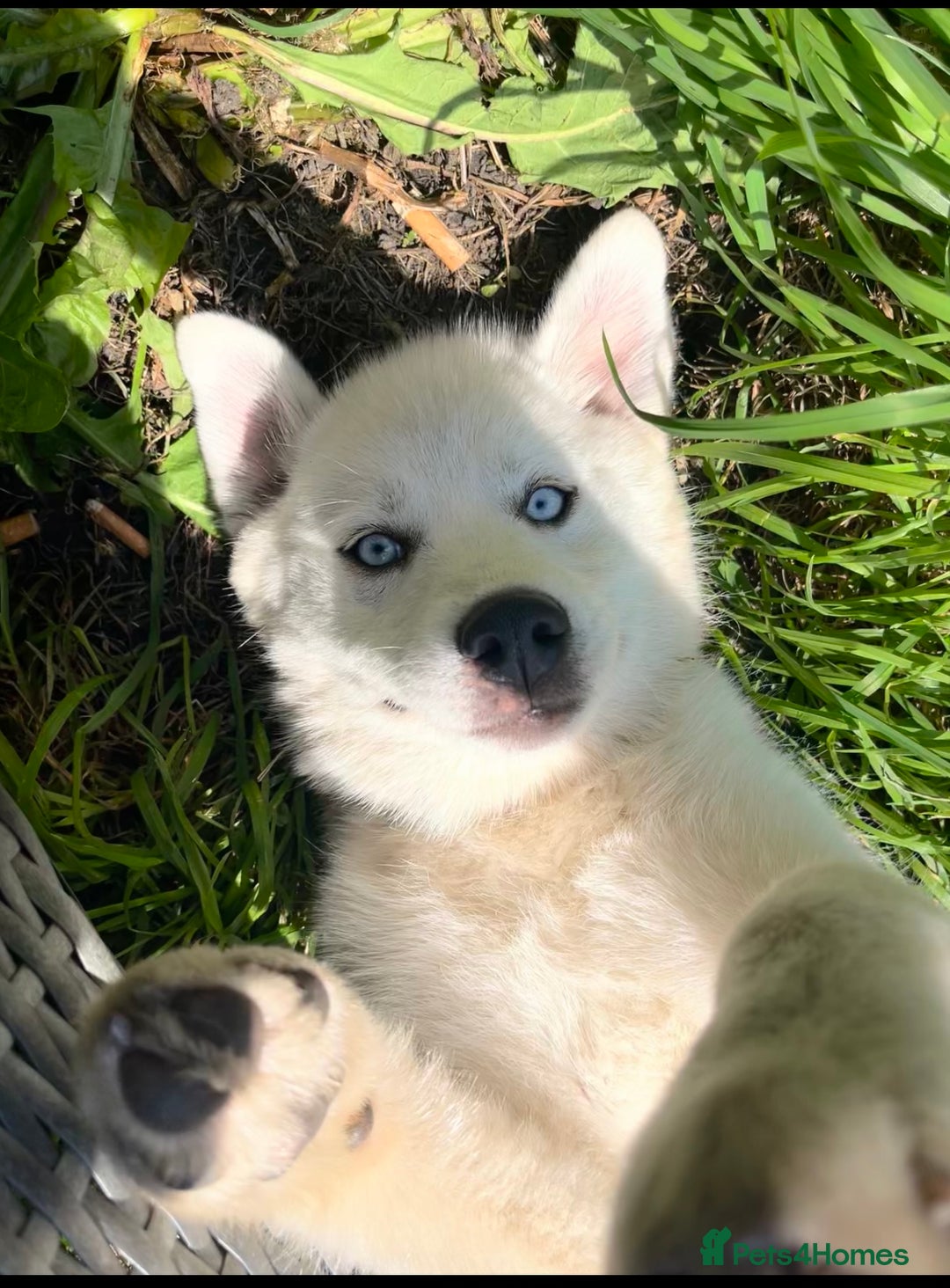 Pomsky dogs for sale: Open to offers. White Pomsky with blue eyes - Image 1