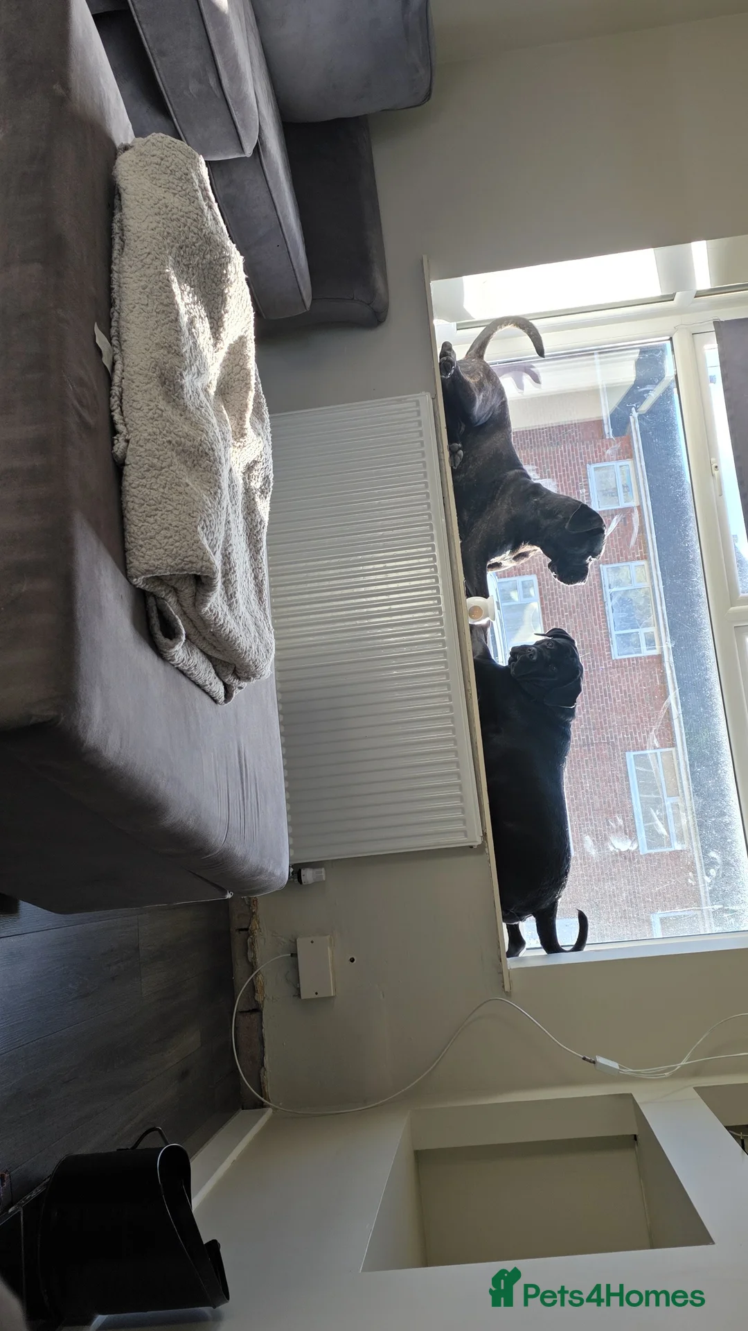 Cane Corso dogs for sale: Cane corso puppies - Advert 15