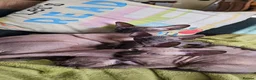 Sphynx cats for sale: Beautifull sphynx kittens for sale. - Advert 2