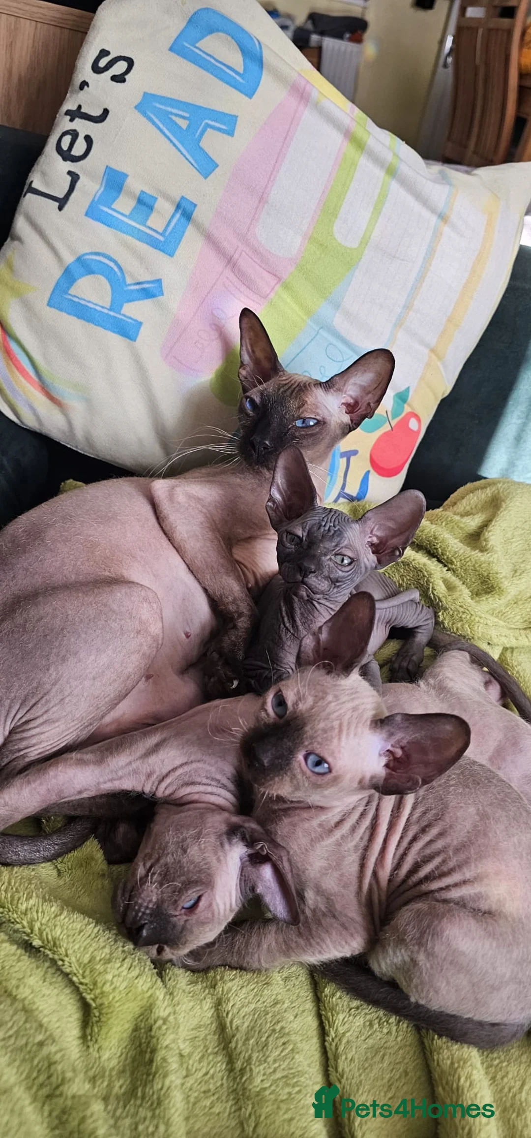 Sphynx cats for sale: Beautifull sphynx kittens for sale. - Advert 2