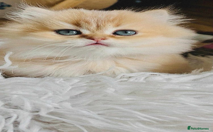 British Longhair cats - Advert 6