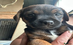 Border Terrier dogs for sale: Border Terrier Pups - Image 27