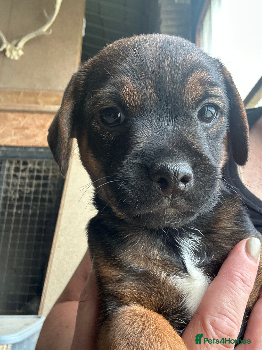 Border Terrier dogs for sale: Border Terrier Pups - Image 27