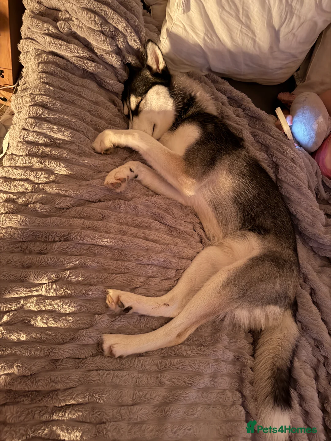 Siberian Husky dogs for sale: Indigo  - Advert 5