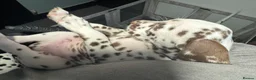 Dalmatian dogs for sale: 1 Boy Left!!! (KC Registered dalmatian pups)!!) - Advert 31