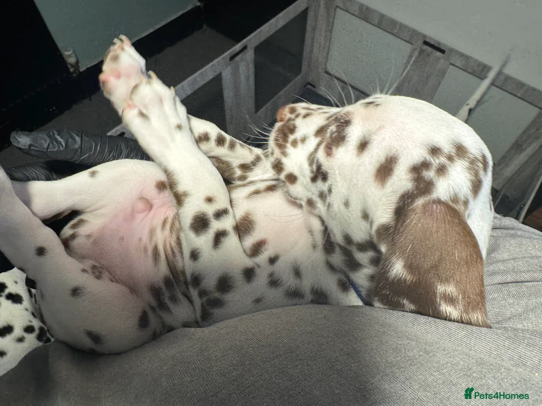 Dalmatian dogs for sale: 1 Boy Left!!! (KC Registered dalmatian pups)!!) - Advert 31