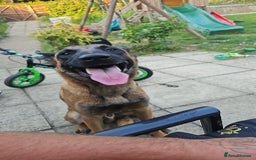Belgian Shepherd Dog dogs for sale: 10 month old Belgian Malinois  - Image 2
