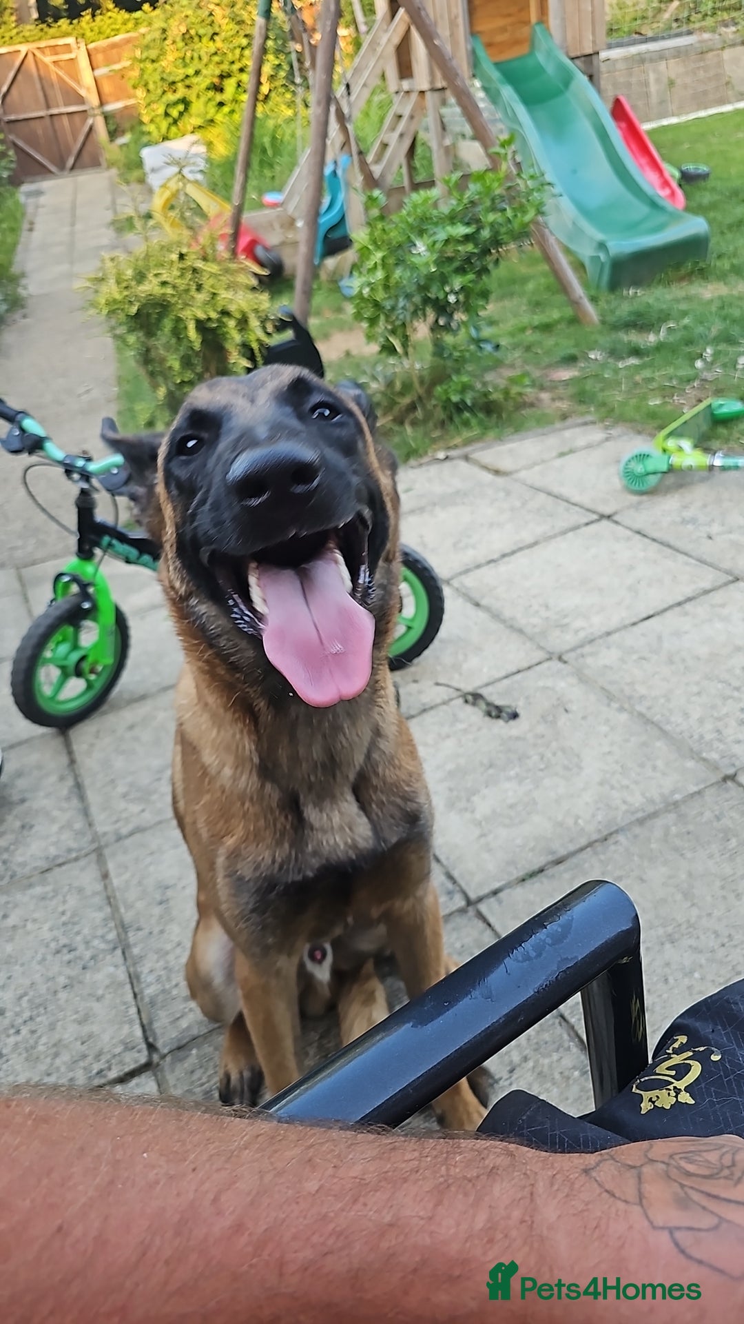 Belgian Shepherd Dog dogs for sale: 10 month old Belgian Malinois  - Image 2