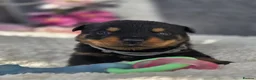 Rottweiler dogs for sale: Gorgeous Rottweiler Puppies  - Advert 23