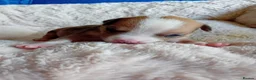 American Bully dogs for sale: Beautiful Pocket Bullies ABKC Registered  - Advert 12