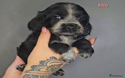 Cocker Spaniel dogs for sale: Exceptional Pedigree Show Type English Cockers  - Image 25