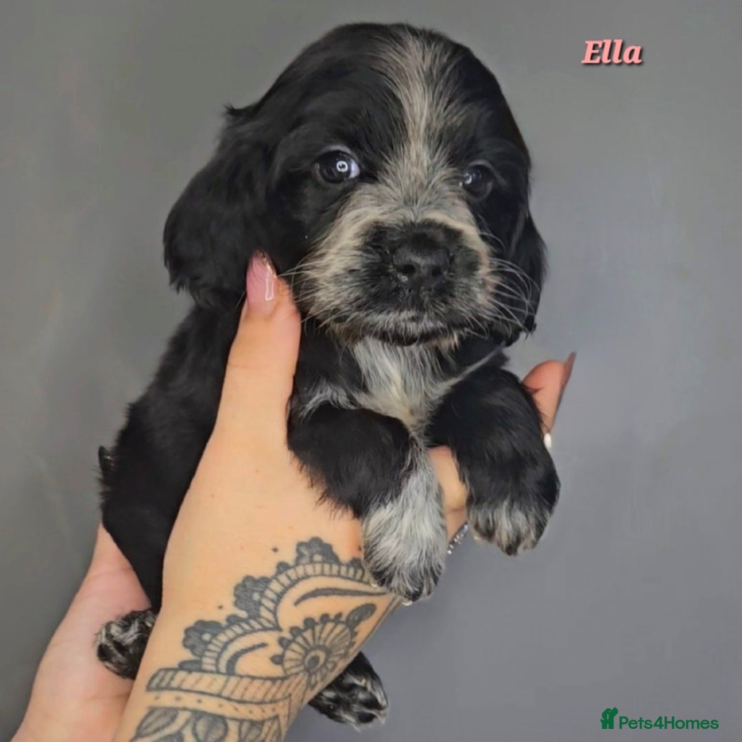 Cocker Spaniel dogs for sale: Exceptional Pedigree Show Type English Cockers  - Image 25