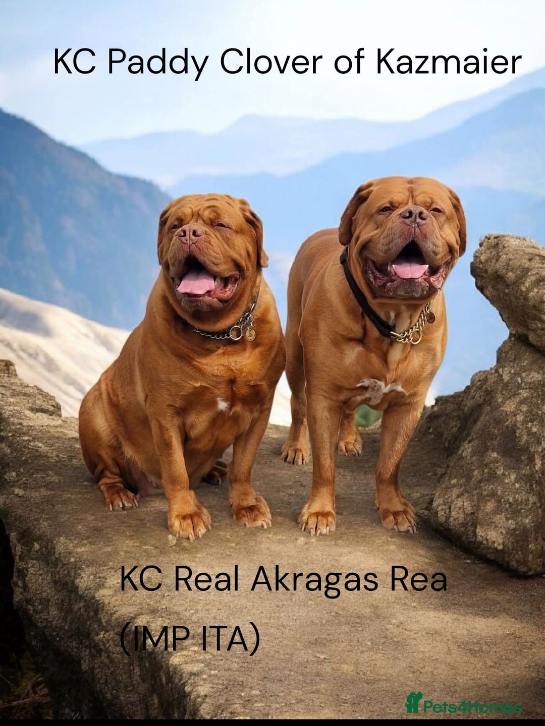 Dogue De Bordeaux dogs for sale: 4 week Douge de Bordeaus puppy  - Advert 1