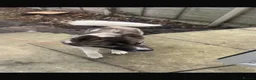 Huskita dogs for sale: American akita x Syberian husky - Advert 2