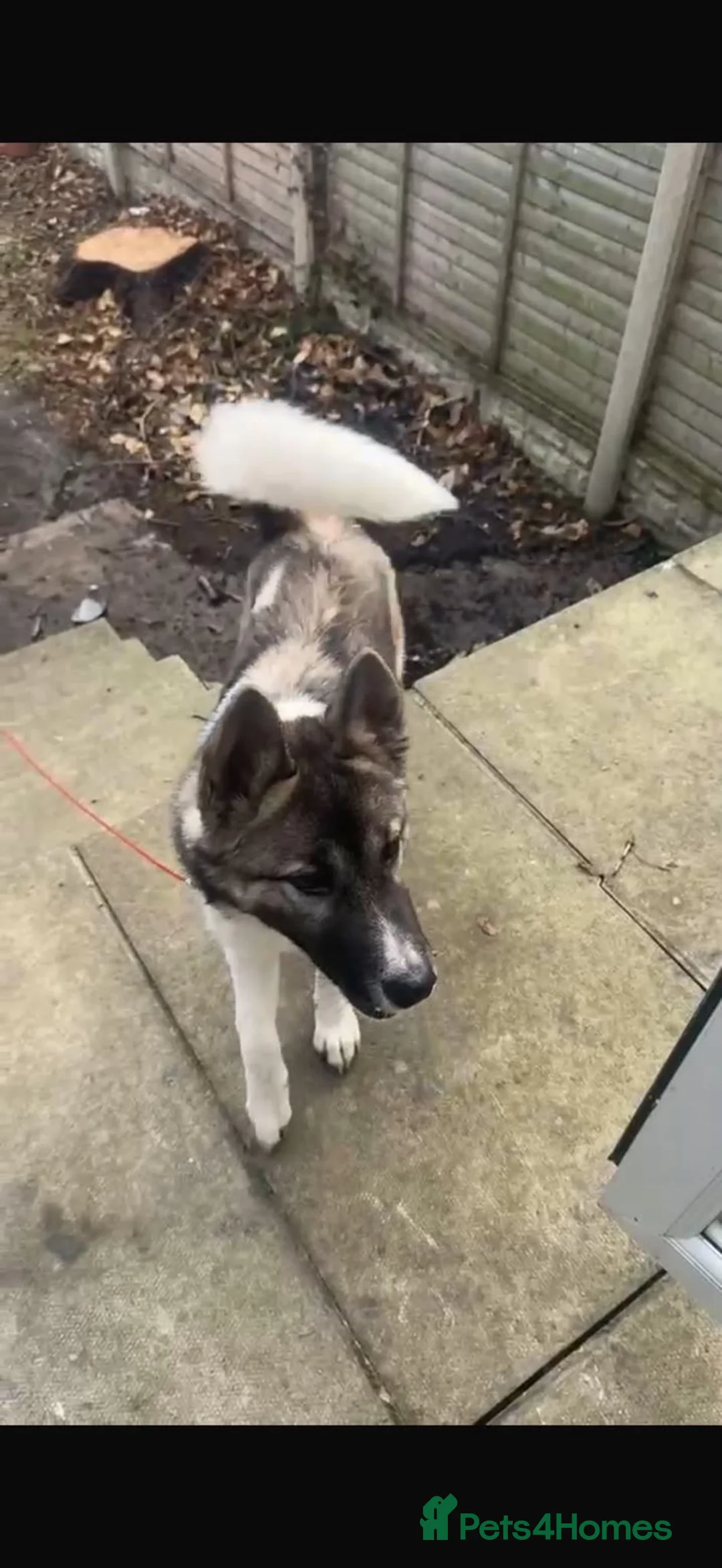 Huskita dogs for sale: American akita x Syberian husky - Advert 2