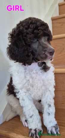 Standard Poodle dogs - Advert 2