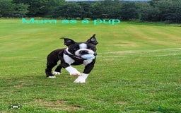 Boston Terrier dogs for sale: Stunning true to type wildax litter - Image 21